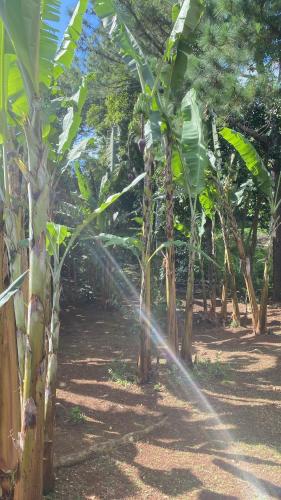 a bunch of banana trees in a field at Fare Tamaruorai in Tubuai