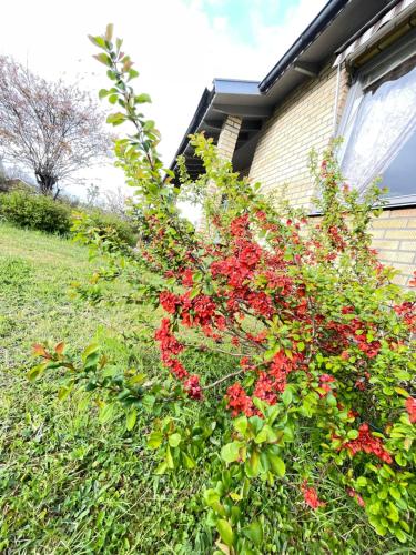 a bush with red flowers in front of a house at Lovely Home in Högsby