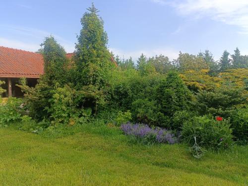a garden with bushes and flowers in front of a house at Mierki 66 Pokój Rodzinny 1 in Mörken