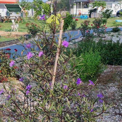 a small tree in a garden with purple flowers at Agroktima in Arta