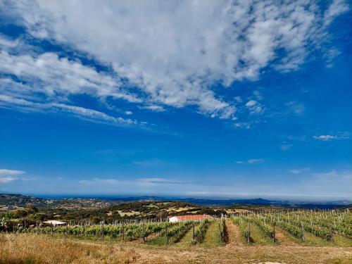 a view of a vineyard under a blue sky at Il Sughereto In Vigna in Aglientu
