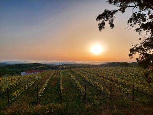 a vineyard with the sunset in the background at Il Sughereto In Vigna in Aglientu