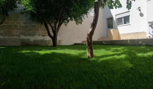 2 arbres dans une cour avec de l'herbe verte dans l'établissement Il Pumo Salentino, à Lecce