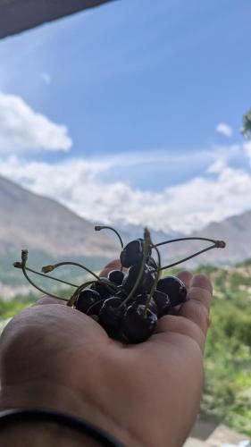 a person holding a bunch of blackberries in their hand at The Jade Palace, Hunza in Karimabad Hunza
