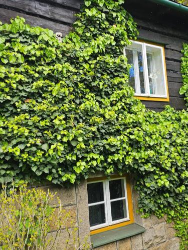 an ivy covered building with two windows at chata Oáza klidu v Beskydech in Hrádek