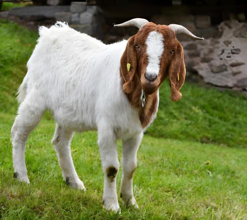 a brown and white goat standing in the grass at Müllerjörgenhof in Gutach