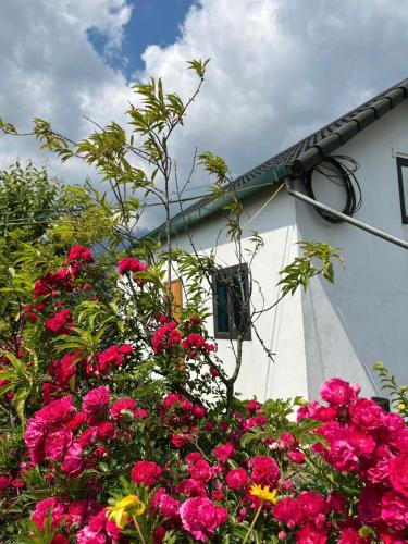Taman di luar Homestay 1579 SaPa