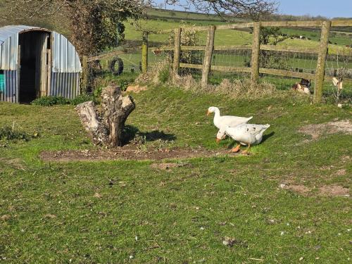 two white birds walking in a field with a fence at Paddock view in Pembrokeshire