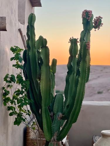 a green cactus with a sunset in the background at Agafay Desert Hotel in El Karia