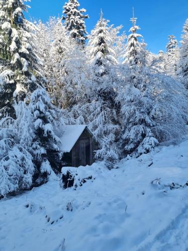 a cabin in a snowy forest with snow covered trees at Auszeit Wunschblick in Weisenbach