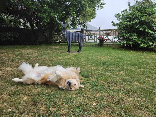 un chien allongé dans l'herbe à côté d'une statue de girafe dans l'établissement Le Grand Cèdre Spa et sauna intérieur piscine, à Marolles