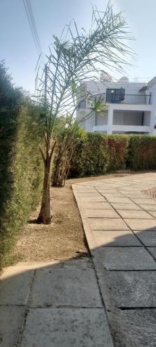a tree in the middle of a sidewalk next to a building at Magic Sea Apartments in Larnaka