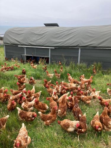 a group of chickens in the grass in a field at Tiny home on an organic croft, Isle of Arran in Kildonan