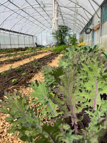 a greenhouse filled with lots of green plants at Tiny home on an organic croft, Isle of Arran in Kildonan