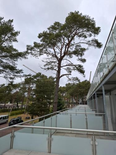 a tree on the side of a building at Nadmorski in Mrzeżyno