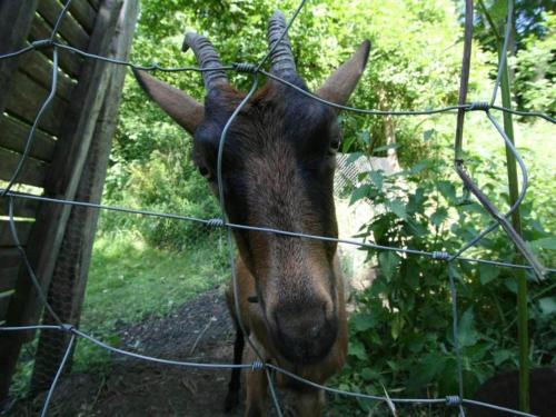 a goat is looking through a wire fence at Stylish Duplex with Sauna in Modave