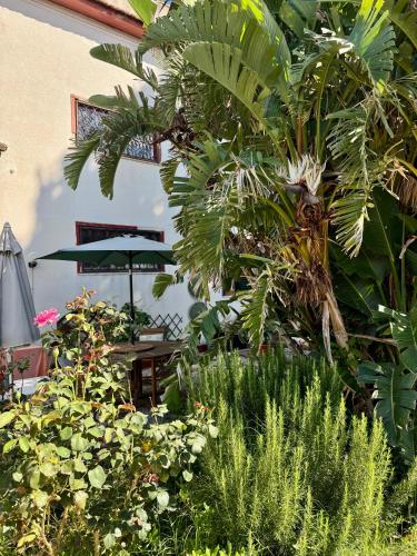 Κήπος έξω από το B&B Ondamarina