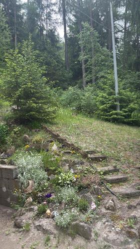 a garden with a bunch of weeds and flowers at La casa dello scoiattolo CIR COMUNALE N 20 in Gressan