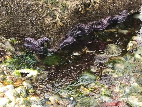 a lizard is sitting on a rock in a pool of water at Sea 'N' Stars BNB in Gabriola