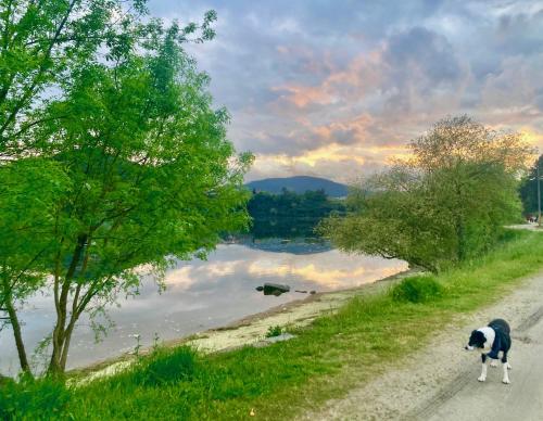 a dog walking down a dirt road next to a lake at Forxa, Ventosela in Ventosela