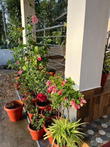 a group of potted plants sitting on a porch at Tranquil Retreat in Avathi