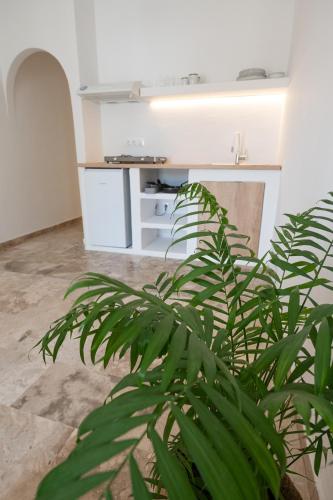 a green plant in a room with a table at The White Rose Hotel in Poros