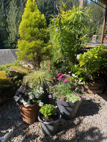 a garden with three pots of flowers and plants at Le Moulin des Farges in Meymac