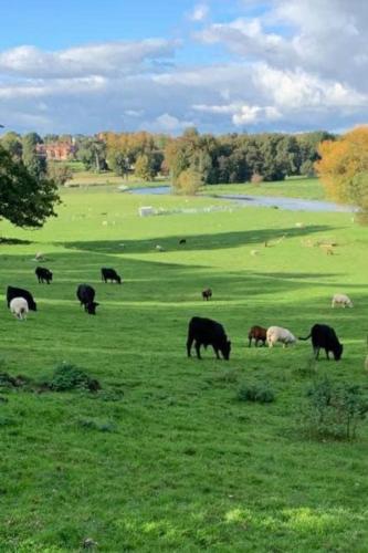a herd of cows grazing in a green field at The stables farm stay private firepit bbq in Bramfield
