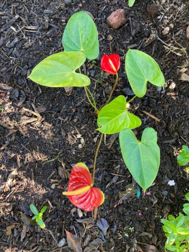 a plant with red and green leaves in the dirt at Comfort Nest in Pahoa