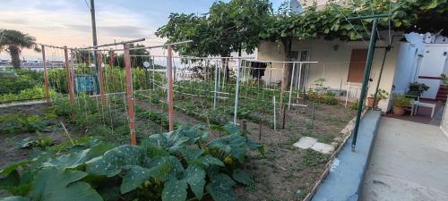 a garden with a fence and some plants at Villa dei fiori B&B in Capri