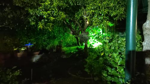 a garden with a tree and some green leaves at Villa dei fiori B&B in Capri