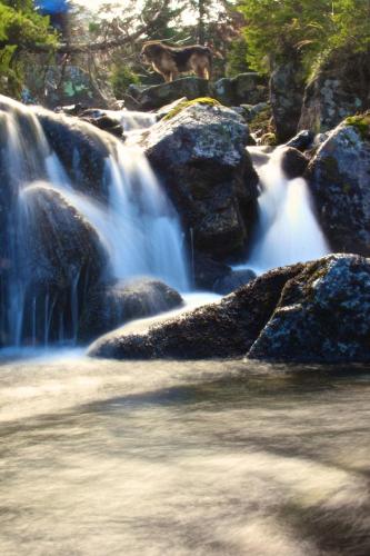 a waterfall with a dog standing on some rocks at Apartments Kvasničník in Demanovska Dolina