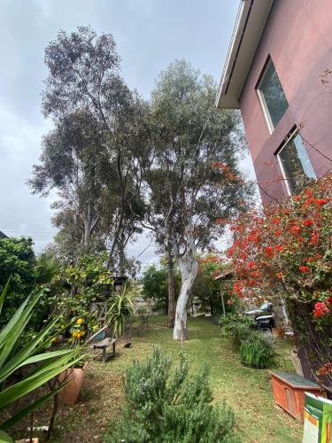 a tree in a yard next to a building at Guest Suite in Marino in Marino