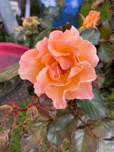an orange rose is growing on a plant at Guest Suite in Marino in Marino