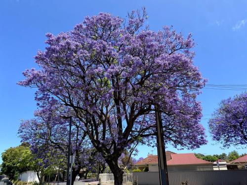 a flowering tree with purple flowers on a street at Guest Suite in Marino in Marino