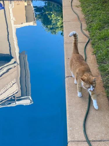 a cat walking on a sidewalk with a hose at Guest Suite in Marino in Marino