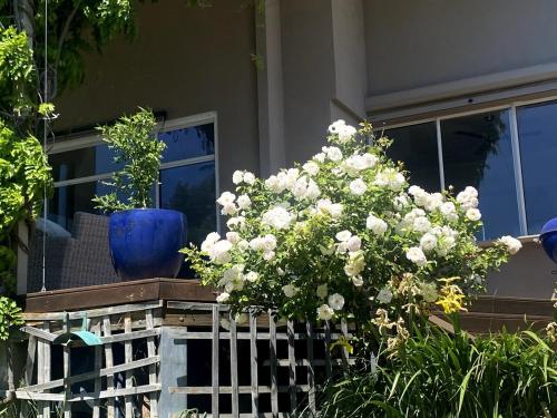 a bunch of white flowers on top of a fence at Guest Suite in Marino in Marino