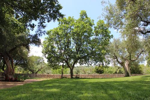 a field with trees and a stone wall at Trulli Gemma in Antonelli