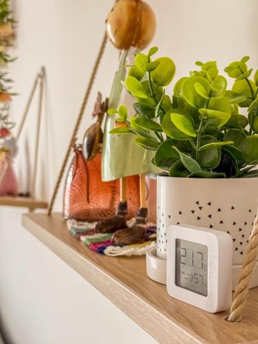 a clock on a shelf with a potted plant at Apartment Vila Jela in Kolašin