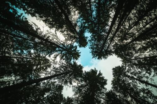 a view of the sky through the trees at Apartments Kvasničník in Demanovska Dolina