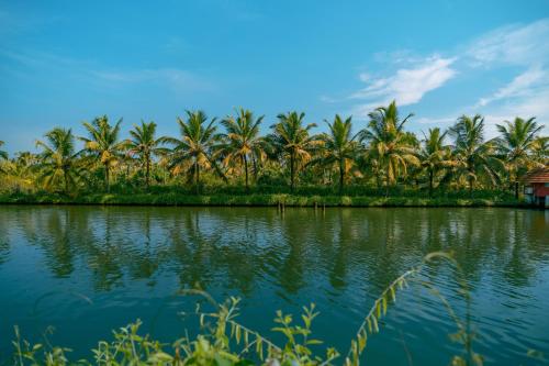 a row of palm trees on the banks of a river at Munroe Island Lake Resort in Kollam
