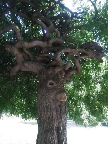 a tree with a monkey face on the trunk at Vesna in Ruđinci