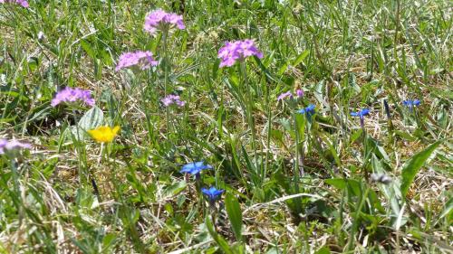 a field of purple and blue flowers in the grass at Allgaeuer-Landhaus-Stocker in Hopferau