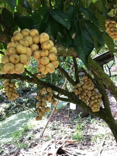 a bunch of fruits hanging from a tree at Ba Hung homestay in Ấp Hòa Phú (2)