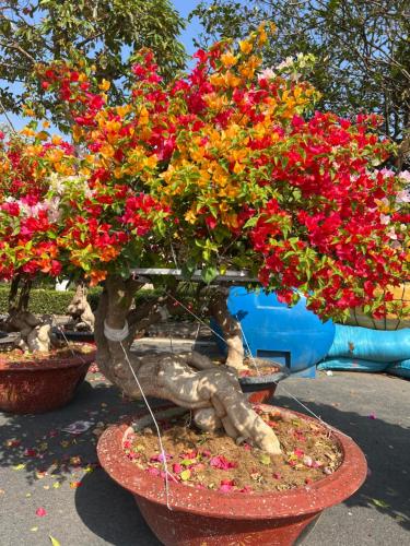 a bonsai tree with red flowers in a pot at Ba Hung homestay in Ấp Hòa Phú (2)