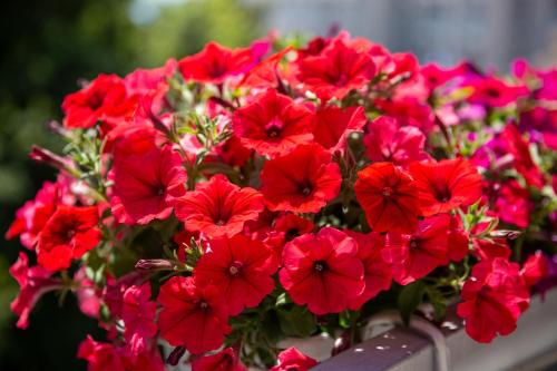 a bunch of red flowers in a flower pot at Villa Alesa Steva in Tučepi