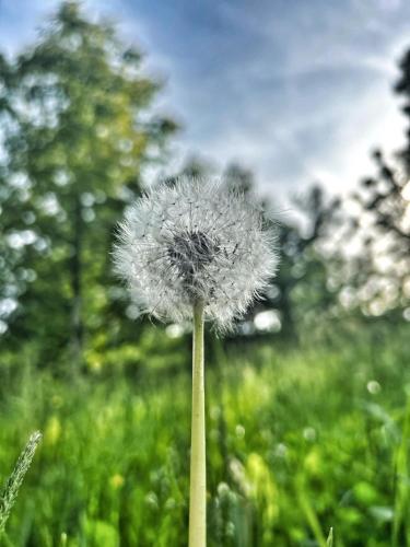a dandelion in the middle of a field of grass at Holiday Home Nature Neno in Visoko