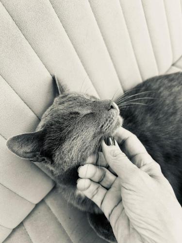 a person holding a cat up to its mouth at Holiday Home Nature Neno in Visoko