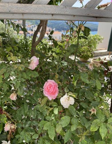 a rose bush with pink roses on a fence at A panoramic Aegean Hideaway with pool in Ano Vathi, Samos in Vathý