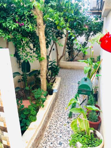 un jardín con un árbol y algunas plantas en Résidence Farhani, en Túnez